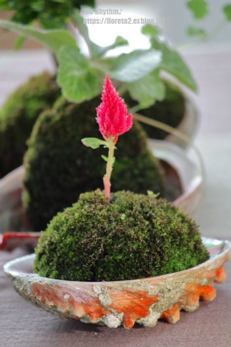 あの苔は今?_b0416369_12315567.jpg