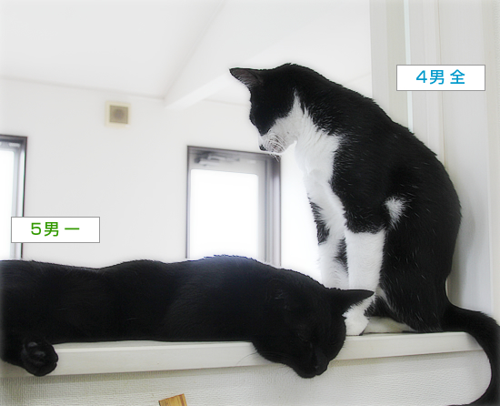 兄弟のだる~ん_a0389088_16051674.jpg