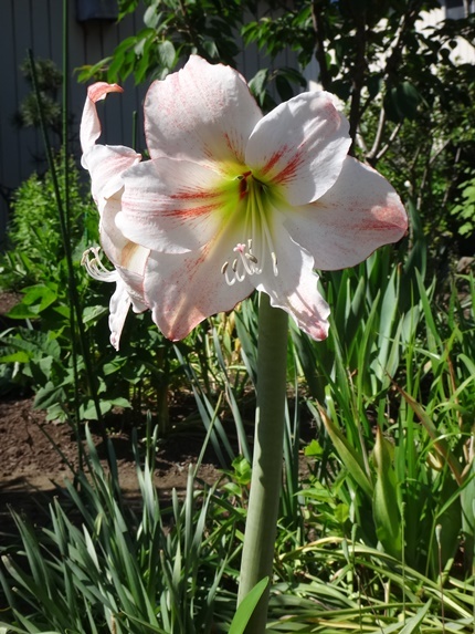 種から育てアマリリスの開花 2022_a0136293_14341642.jpg
