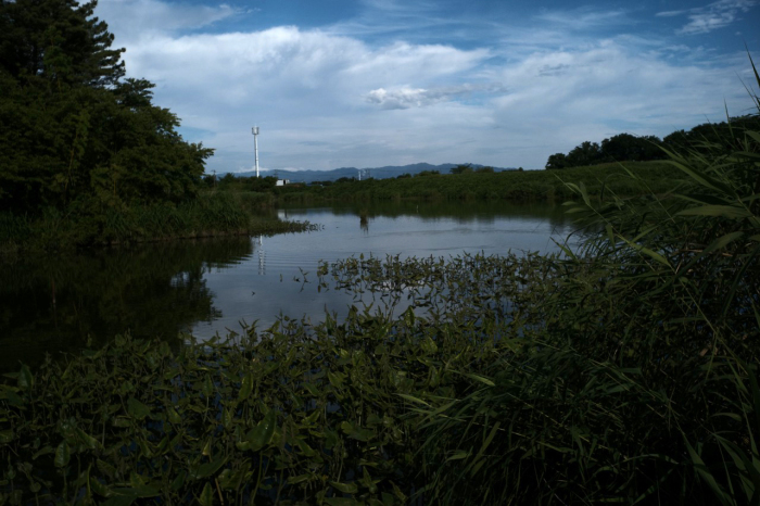 夏色、清五郎 20220705_c0082800_00013188.jpg