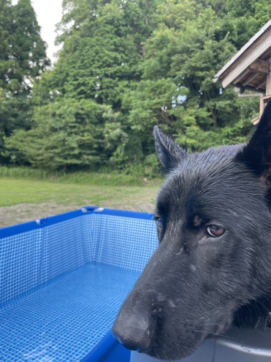 黒アゲハ_f0076731_20381070.jpeg