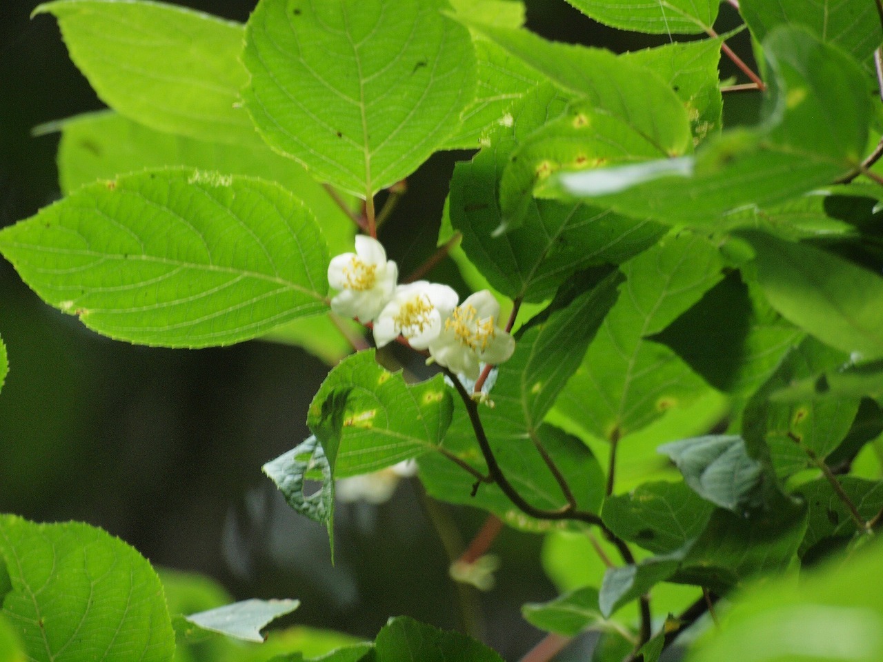 木天蓼 マタタビ の花と大半夏 オオハンゲ の花 自然風の自然風だより