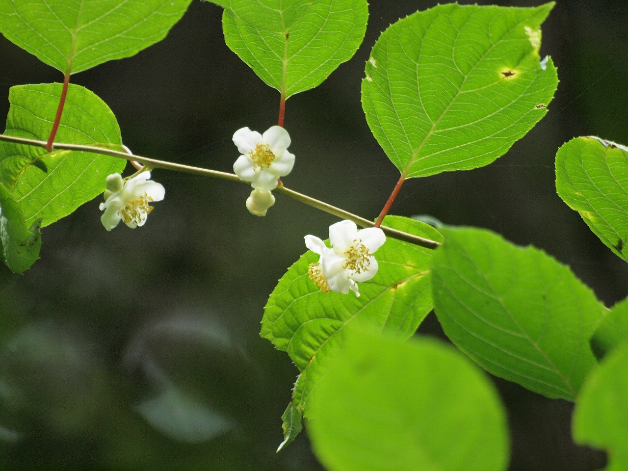 木天蓼 マタタビ の花と大半夏 オオハンゲ の花 自然風の自然風だより