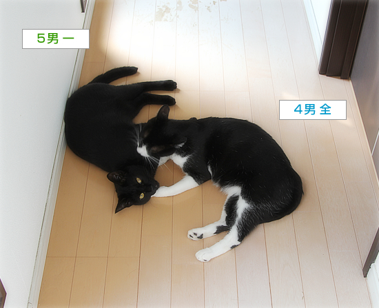 誰がなめた?_a0389088_15004013.jpg