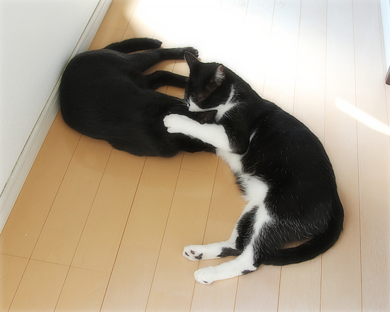誰がなめた?_a0389088_15004074.jpg