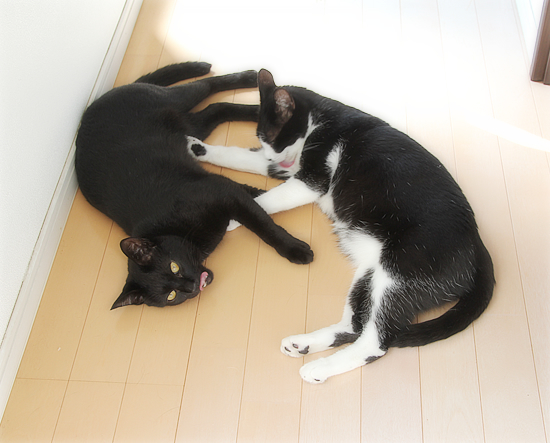 誰がなめた?_a0389088_15004106.jpg
