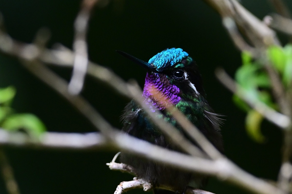 フジノドシロメジリハチドリ Waterfront