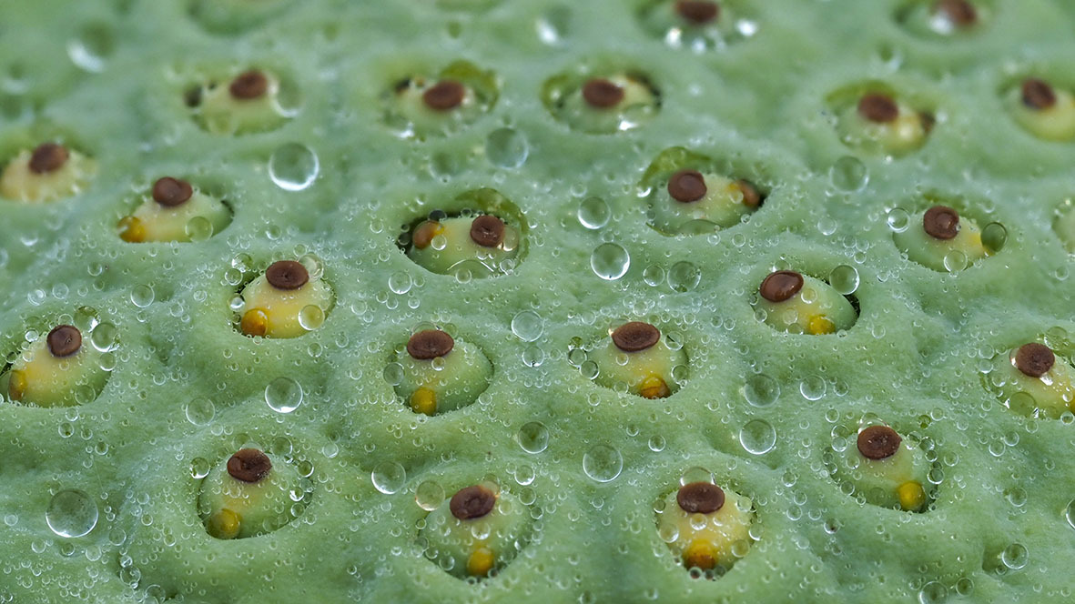 古代蓮の里にて 蓮の葉 花托果托そして水滴 Nama3の気ままに雑記