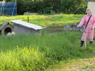 犬小屋と裏庭の果樹周りを草刈りした日_b0405523_02340289.jpg
