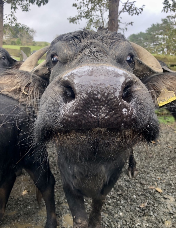 娘が撮ったバッファローたち／ A Visit To Buffalo Farm In The North _e0310424_07193748.jpeg