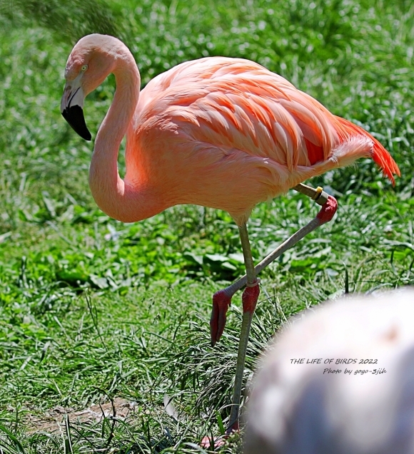 ヨーロッパフラミンゴ／英名：Greater Flamingo_b0346933_04465840.jpg