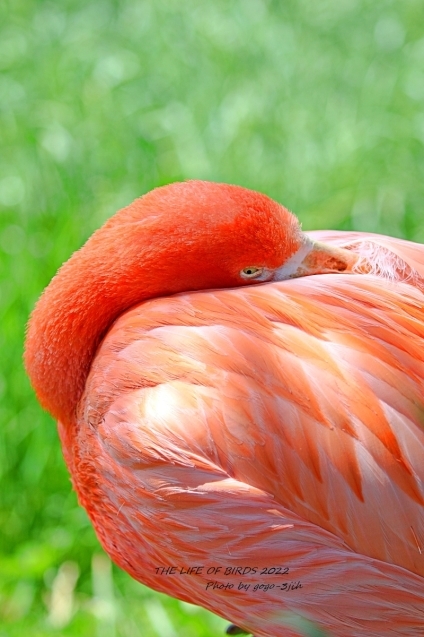 ベニイロフラミンゴ／英名：Caribbean Flamingo_b0346933_05120130.jpg