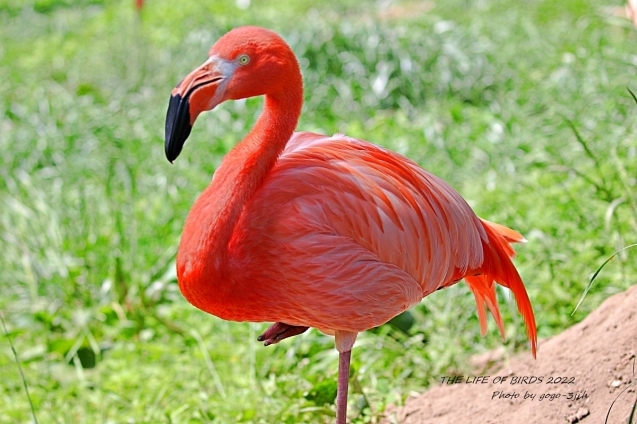 ベニイロフラミンゴ／英名：Caribbean Flamingo_b0346933_05120546.jpg