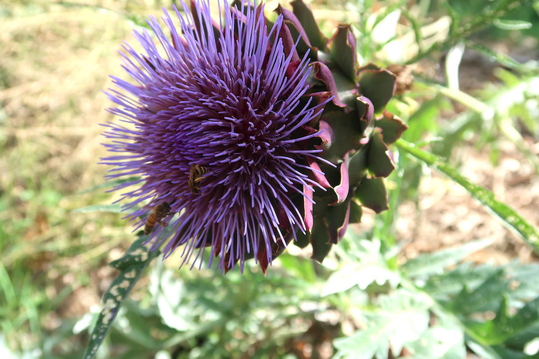 熟す果実 働く蜂とうちでも花盛りアーティチョーク_f0234936_22112087.jpg