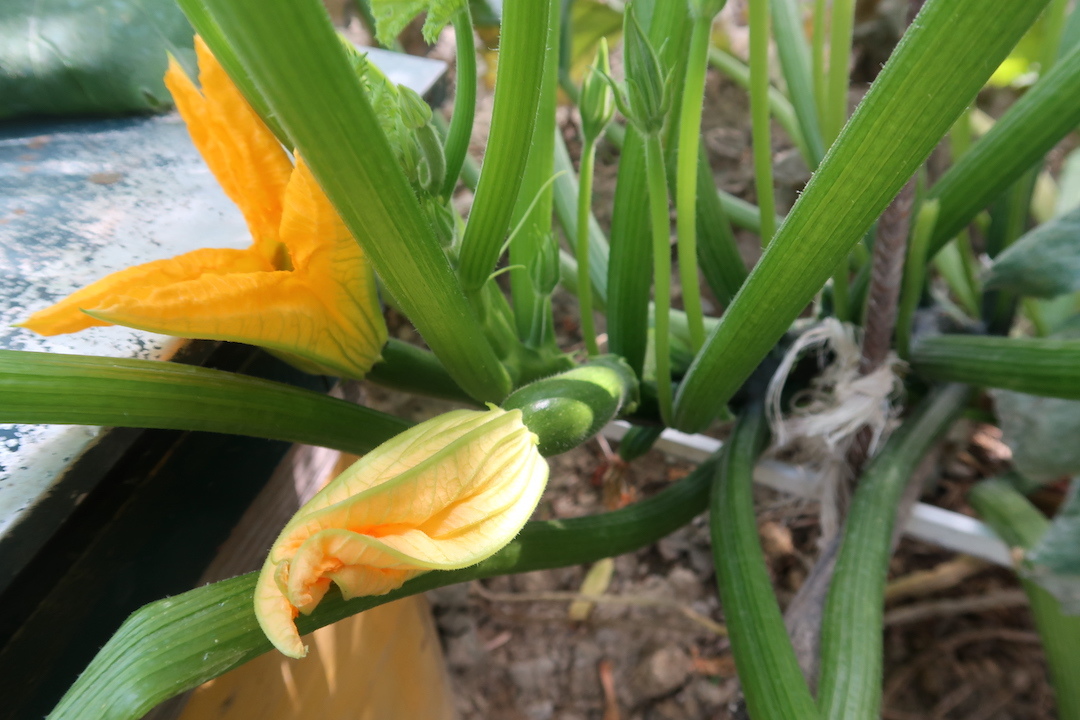 熟す果実 働く蜂とうちでも花盛りアーティチョーク_f0234936_22175121.jpg