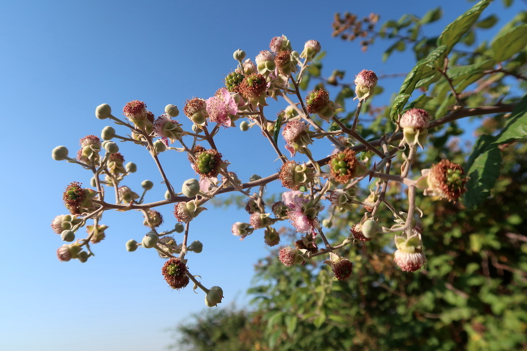 熟す果実 働く蜂とうちでも花盛りアーティチョーク_f0234936_22273403.jpg