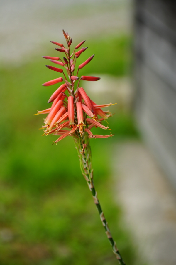 アロエの花 Studio Okamoto の 徒然日記