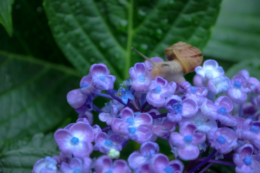 梅雨♪仲良しカタツムリさん☆紫陽花 e020902d027a33922b86bc1bc77b89
