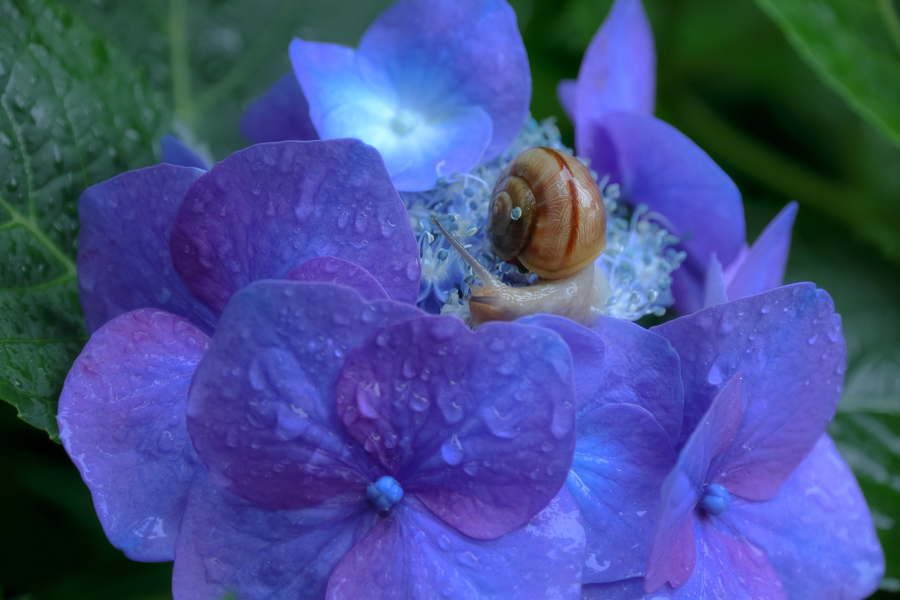 梅雨♪仲良しカタツムリさん☆紫陽花 e020902d027a33922b86bc1bc77b89
