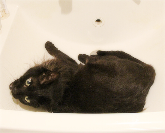 風呂に入る猫_a0389088_11083601.jpg