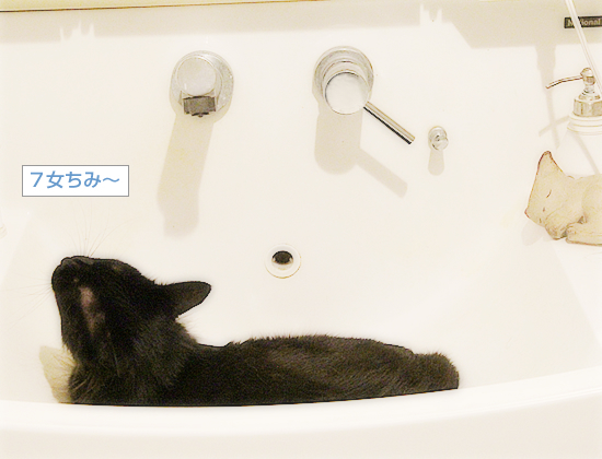 風呂に入る猫_a0389088_11083688.jpg
