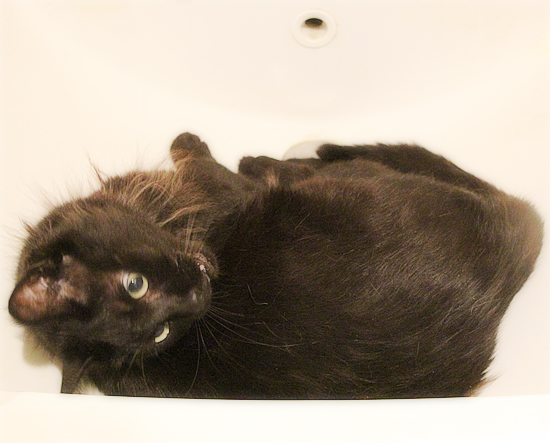 風呂に入る猫_a0389088_11083692.jpg
