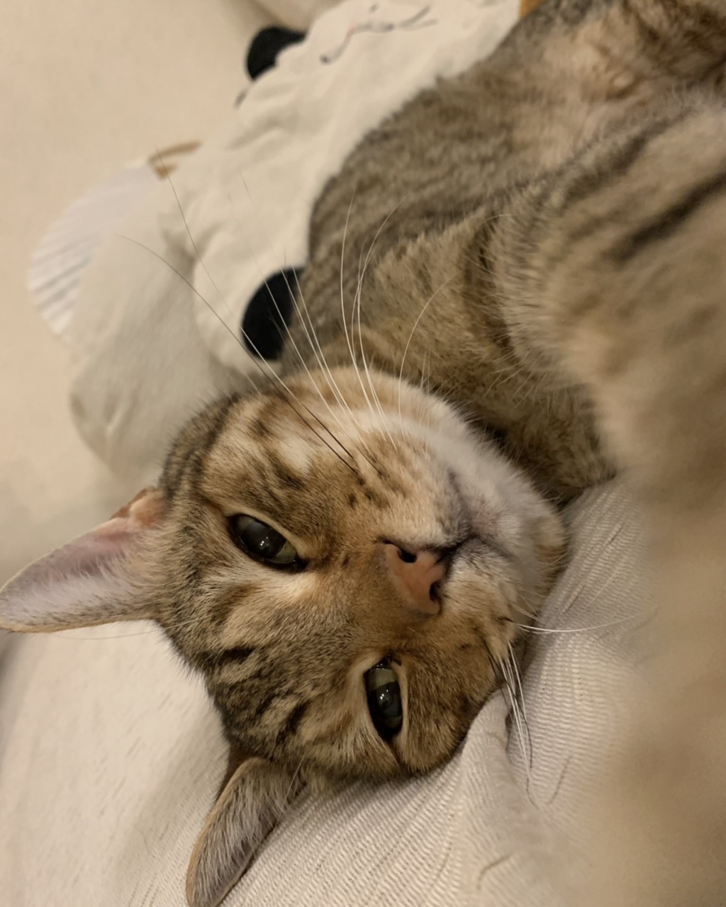 まったり〜プー_e0358096_20250350.jpeg
