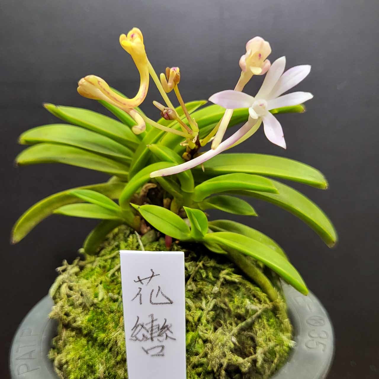 富貴蘭・花物 花轡（はなくつわ） : 富貴蘭チャンネル