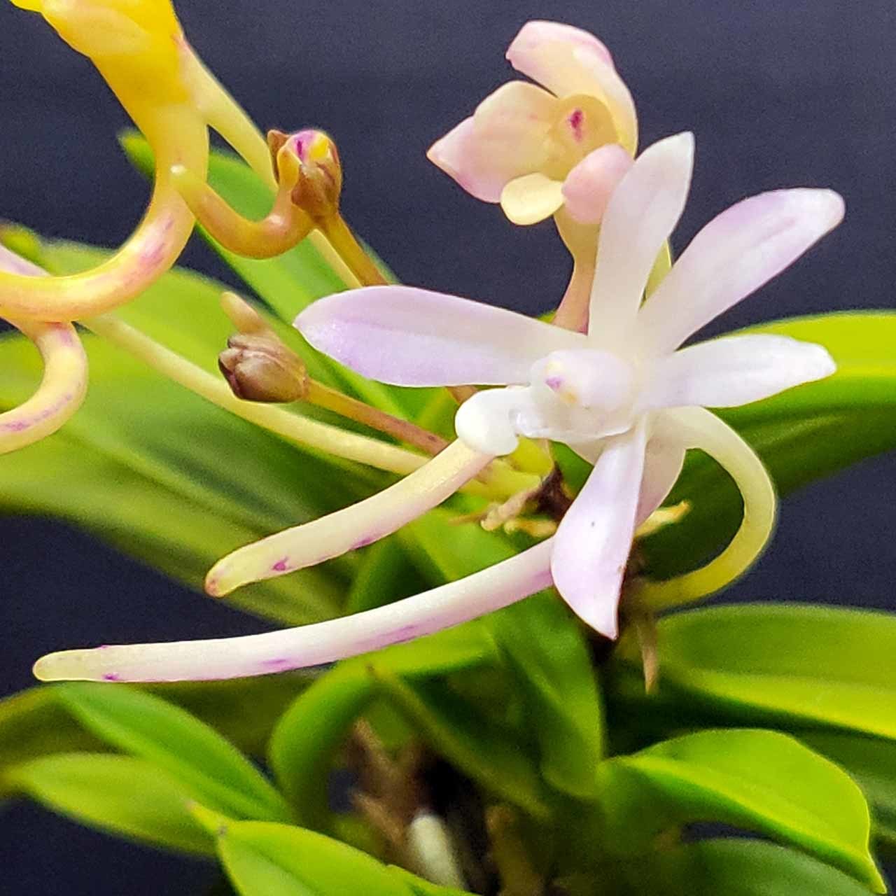[祝^_^評価6000突破セール♫]富貴蘭　見返り美人(超美花種)開花中! 富貴蘭 青海型・花のいろいろ : 富貴蘭チャンネル