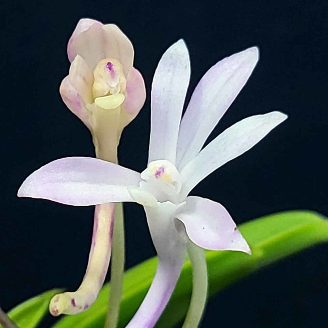 富貴蘭・花物 花轡（はなくつわ） : 富貴蘭チャンネル