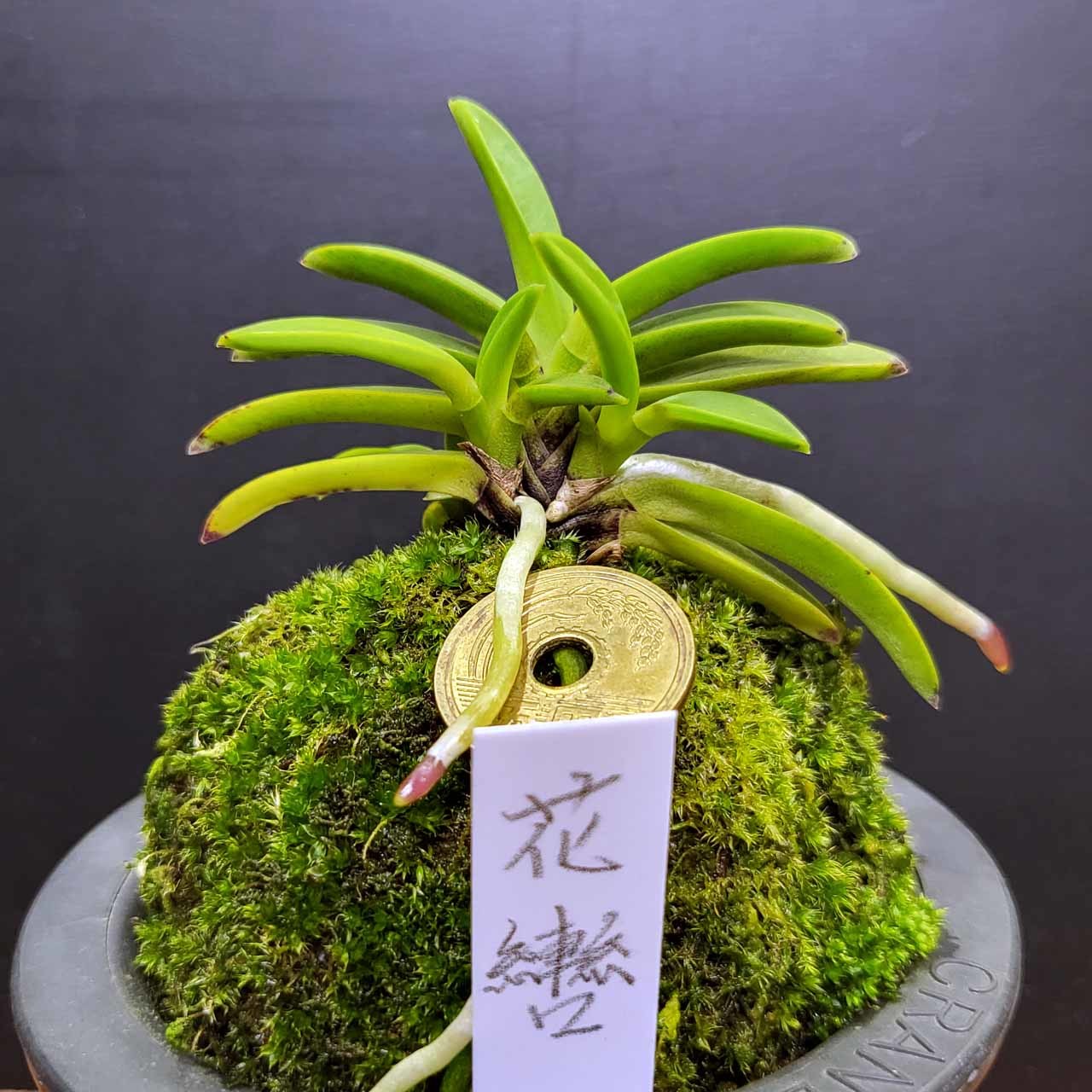 富貴蘭・花物 花轡（はなくつわ） : 富貴蘭チャンネル