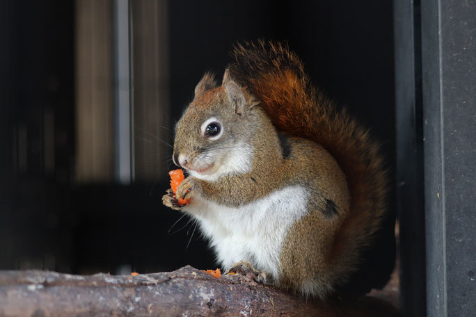 アメリカアカリス 夢見ケ崎動物公園 March 21 続々 動物園ありマス