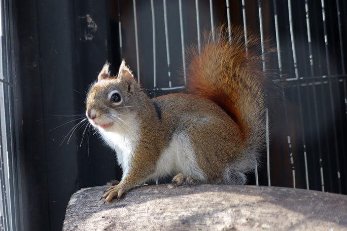 アメリカアカリス 夢見ケ崎動物公園 March 21 続々 動物園ありマス