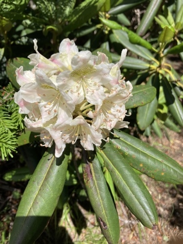 小屋近況_c0369344_17171358.jpeg