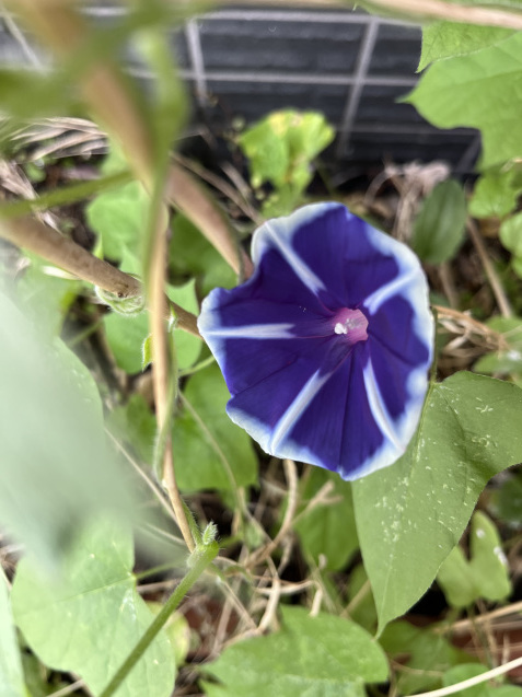だからこそ_b0422982_15372709.jpeg