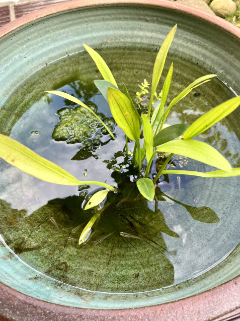 だからこそ_b0422982_15391066.jpeg