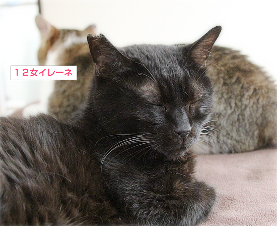 イレーネ・モレーネ_a0389088_18414376.jpg