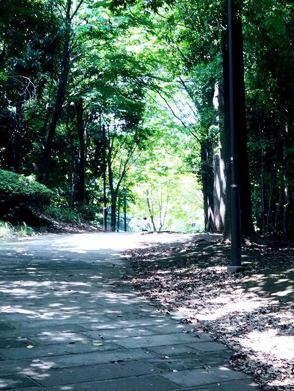 横浜　茅ヶ崎公園の夏_f0253789_19503228.jpg