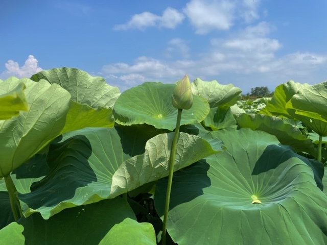 自然環境_e0183792_11363104.jpg