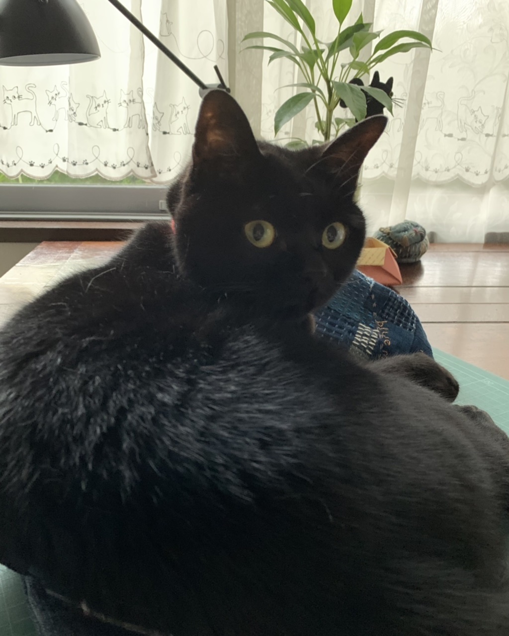 マメさんチェック_e0358096_17540536.jpeg