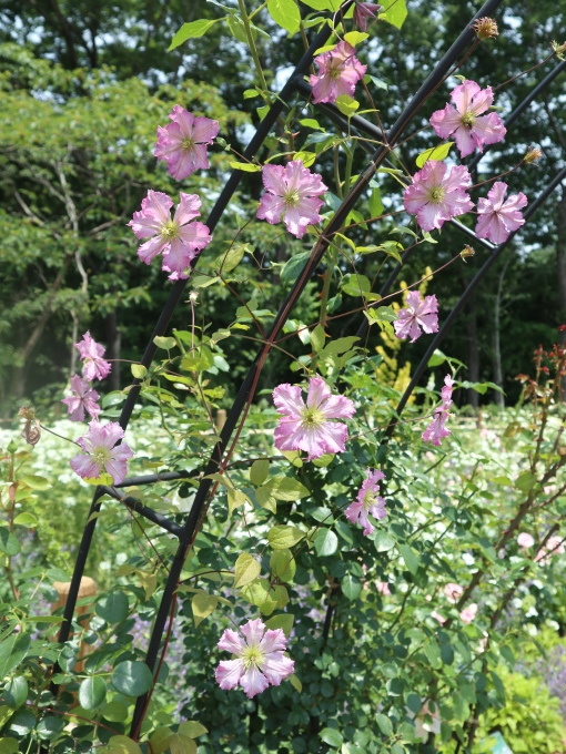 小黒先生の宿根草の講習会に参加しました♪_b0331802_23254132.jpg