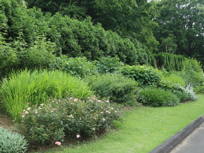 小黒先生の宿根草の講習会に参加しました♪_b0331802_23273667.jpg