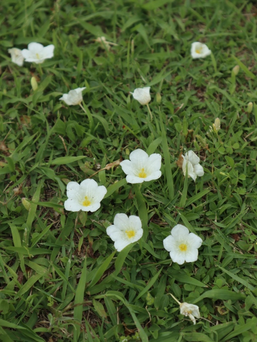 小黒先生の宿根草の講習会に参加しました♪_b0331802_23275037.jpg
