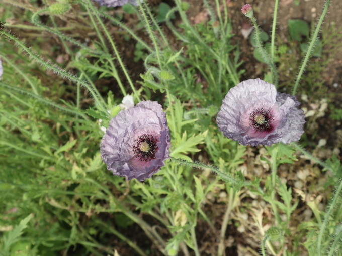 小黒先生の宿根草の講習会に参加しました♪_b0331802_23313529.jpg