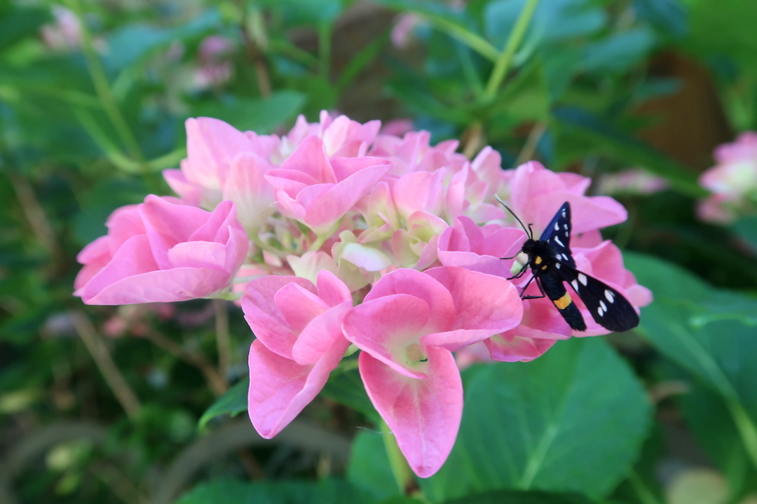 7月も紫陽花彩るラヴェルナ修道院への道、トスカーナ_f0234936_18162547.jpg