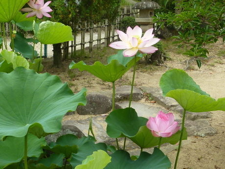 蓮の花を愛でる『転法輪寺』_c0218841_16464684.jpg