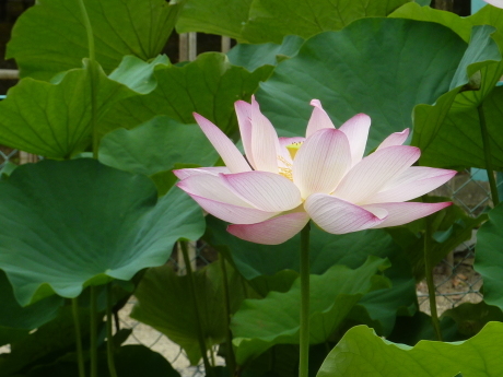 蓮の花を愛でる『転法輪寺』_c0218841_16481442.jpg