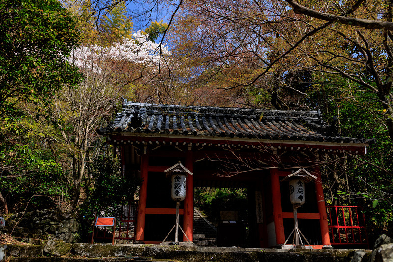 2022桜咲く京都　金蔵寺の桜と春の花々_f0155048_22341344.jpg