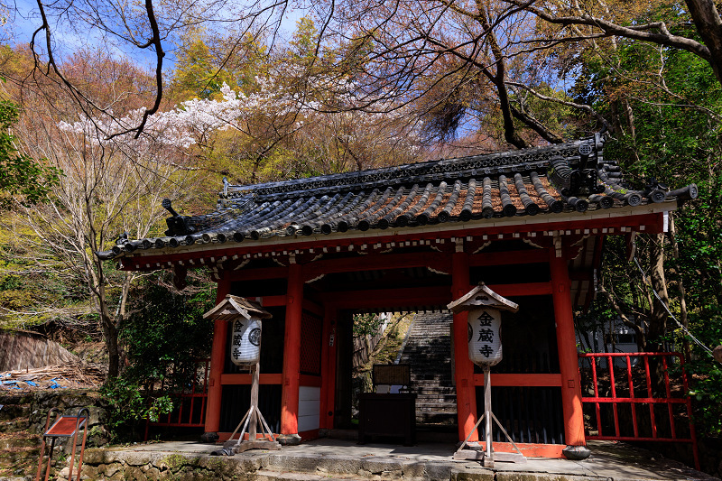 2022桜咲く京都　金蔵寺の桜と春の花々_f0155048_22342213.jpg