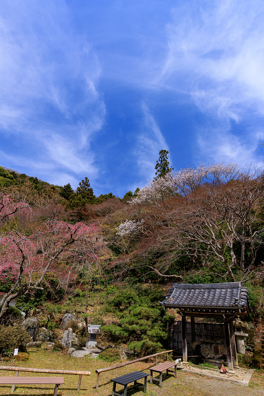 2022桜咲く京都　金蔵寺の桜と春の花々_f0155048_22343262.jpg